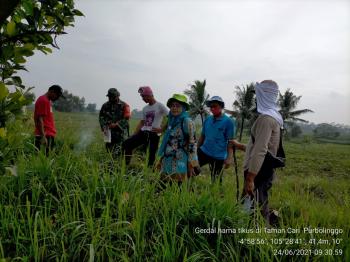 Resah Serangan Tikus Meluas,Sertu Kaswanto Bantu Petani Gropyokan di Sawah